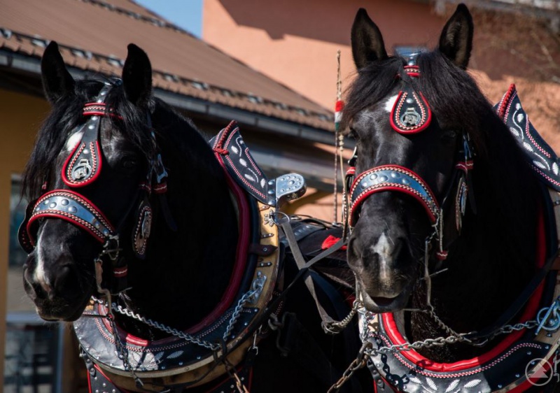 Teilnehmende Pferde aus dem Jahr 2018