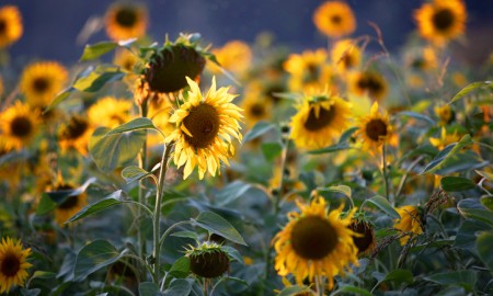 Augustwetter 2024: Sonnig, warm und wenig Niederschlag