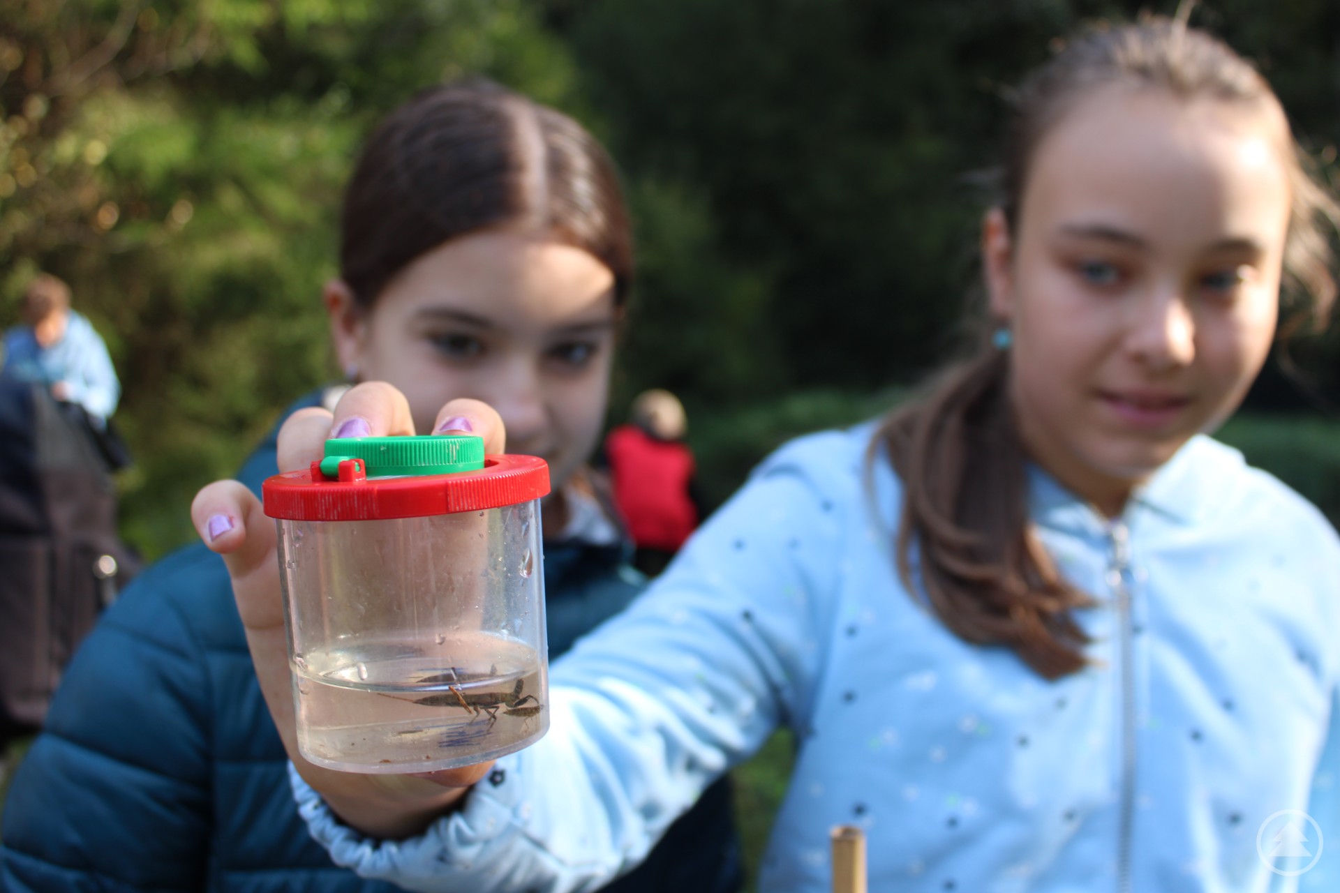 Libellenlarven sehen im Vergrößerungsglas ganz schön gefährlich aus.