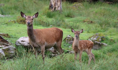 Wildschwein- und Rothirsch-Gehege gesperrt