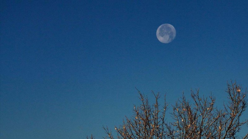 Flyer/Grafik zum Event: Vollmondnacht im Reich der Eulen am Fr., 16.05.2025 - Fr., 06.06.2025