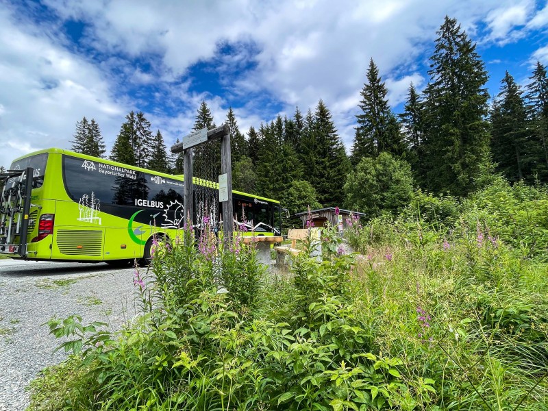 Per Igelbus geht es zum Ausgangspunkt der Pilgerwanderung bei Finsterau. Ein grüner Igelbus des Nationalparks Bayerischer Wald steht an einem Waldrand auf einem geschotterten Parkplatz. Im Vordergrund blühen Wildblumen, dahinter erheben sich dichte, dunkelgrüne Tannen. Der Himmel ist teils bewölkt, mit kräftigen Blauanteilen und weißen Wolken. Ein hölzernes Wegkreuz mit Schildern ist ebenfalls zu sehen.