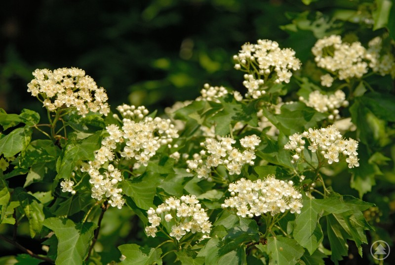 Bl&uuml;hende heimische Baumart mit wei&szlig;en Bl&uuml;ten und gr&uuml;nen Bl&auml;ttern in der Natur