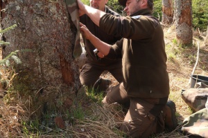 Nationalpark ist um eine Käferart reicher