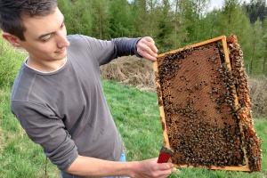 Auch Bienenvölker brauchen ein Gesundheitszeugnis