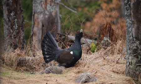 Im Kerngebiet muss jetzt auf den Wegen geblieben werden