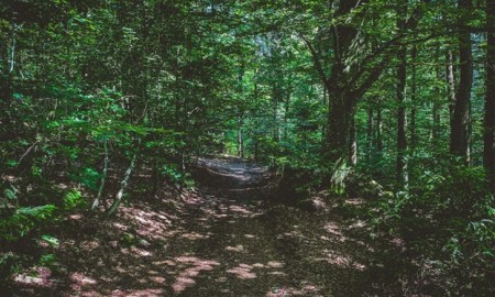 Digitalisierungsoffensive im Bayerischen Wald: Wenn der Wald online geht