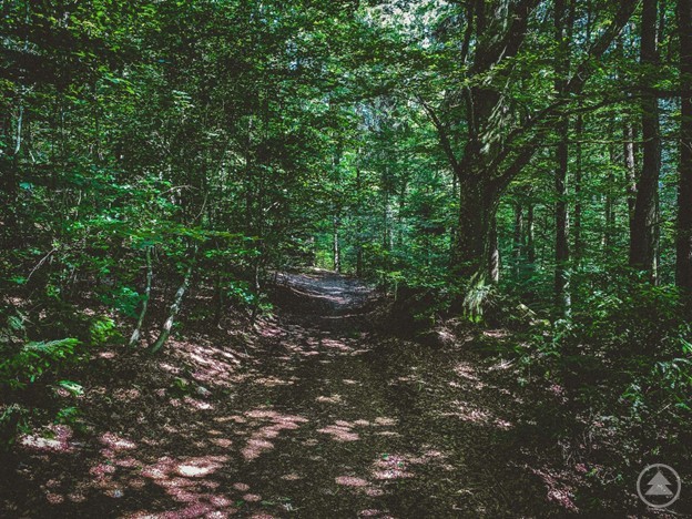 Ein schmaler Waldweg führt durch einen dichten, grün leuchtenden Laubwald. Sonnenstrahlen fallen gefiltert durch die Baumkronen und erzeugen Lichtflecken auf dem Boden.