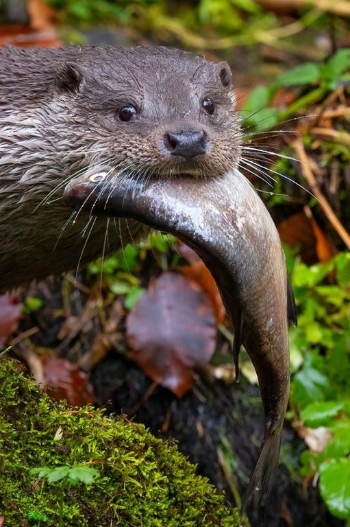 Flyer/Grafik zum Event: Fischotterführung am Mi., 27.05.2026 von 10:00 bis 13:00 Uhr