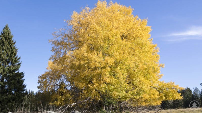 Die Zitterpappel ist Baum des Jahres 2026 und spielt eine wichtige Rolle im Waldumbau Große Zitterpappel mit gelb gefärbtem Herbstlaub auf einer Wiese