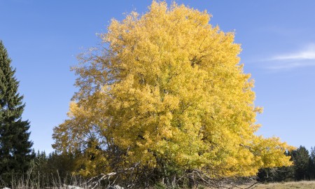 Heimische Baumarten als Schl&uuml;ssel f&uuml;r den Wald der Zukunft
