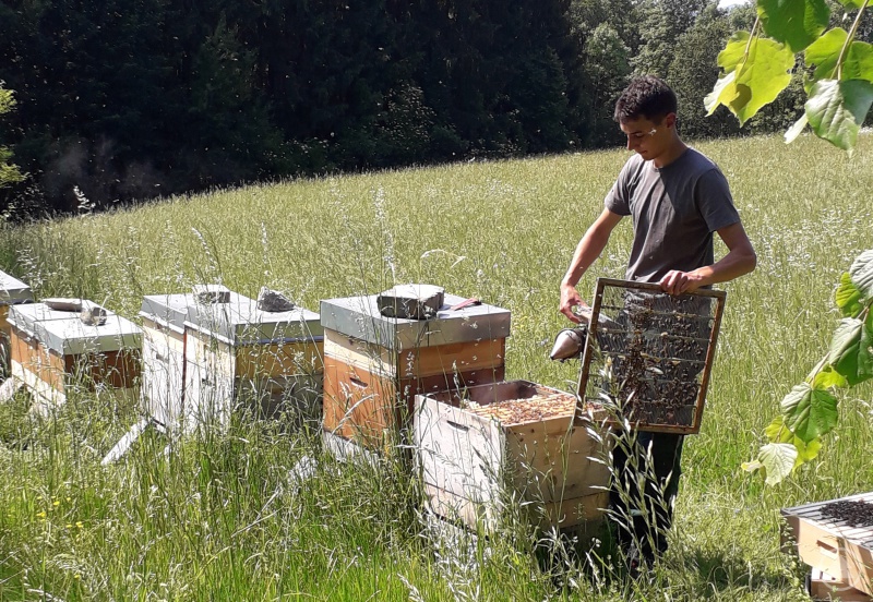 Simon Weber bei der Durchsicht der Völker.