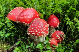 Wer hilft mit bei der Suche nach dem Fliegenpilz?