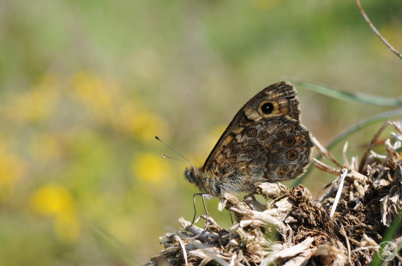 Mauerfuchs in natürlicher Umgebung. Ein braun gemusterter Mauerfuchs-Schmetterling sitzt auf trockenem Pflanzenmaterial.