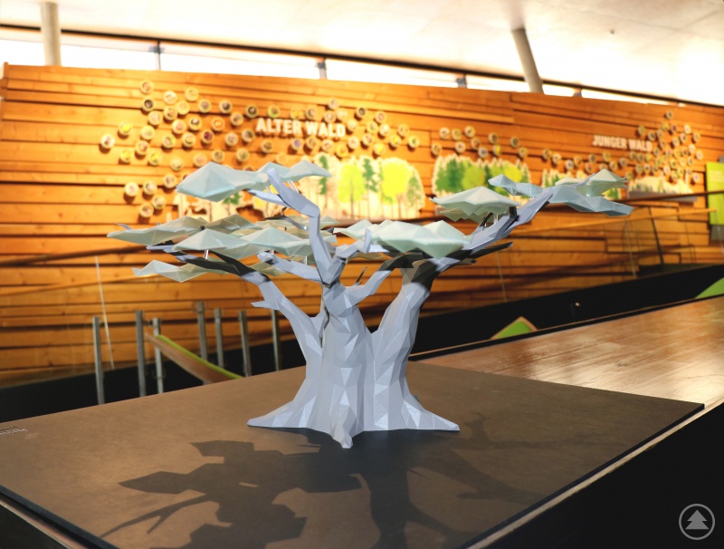 In der neuen Dauerausstellung im Haus zur Wildnis soll sich alles um das Thema Wald drehen.