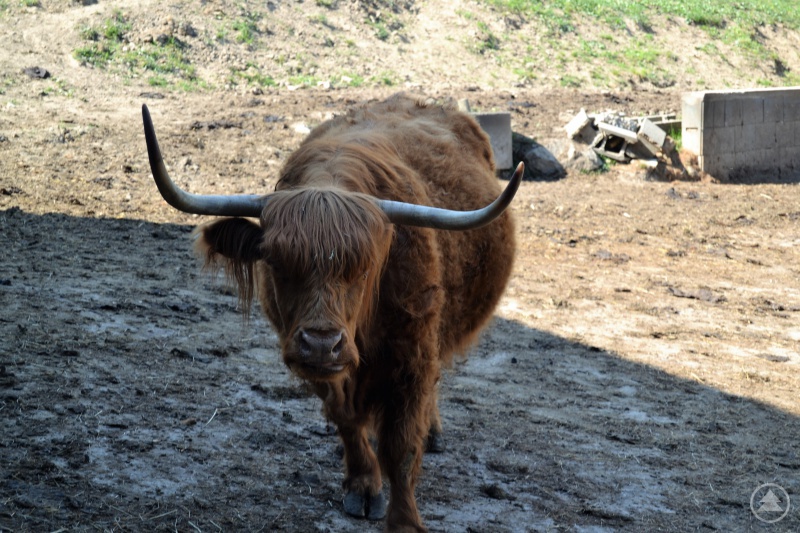 schottisches Hochlandrind
