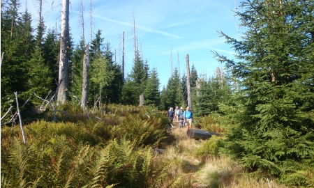 Auf in die wilde Natur – Verein Pro Nationalpark Freyung-Grafenau feiert Jubiläum