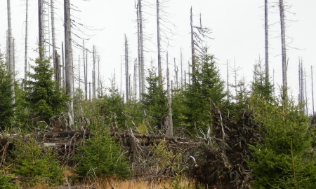 Wie Borkenkäfer und Stürme den Wald verändern