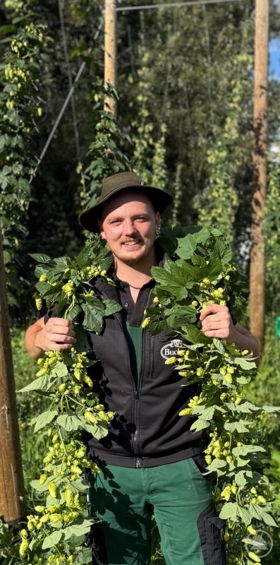 Anton Wiedemann freut sich ebenfalls über die gute Ernte. Ein Mann mit Hut hält frisch geerntete Hopfenranken vor sich.