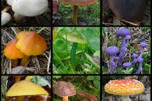 Das Geheimnis der Pilzfarben