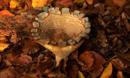 Pantherpilz in alten Tagen