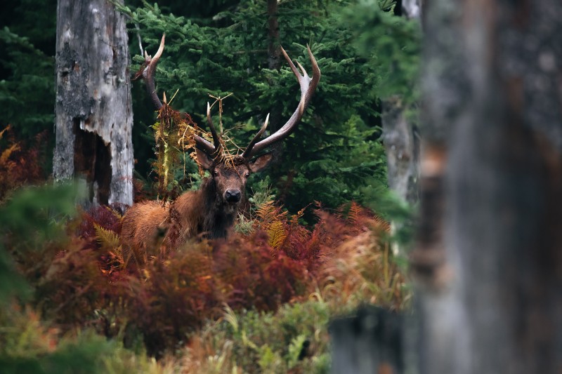 Der Rothirsch ist im Herbst in den Nationalpark-Hochlagen weithin zu hören