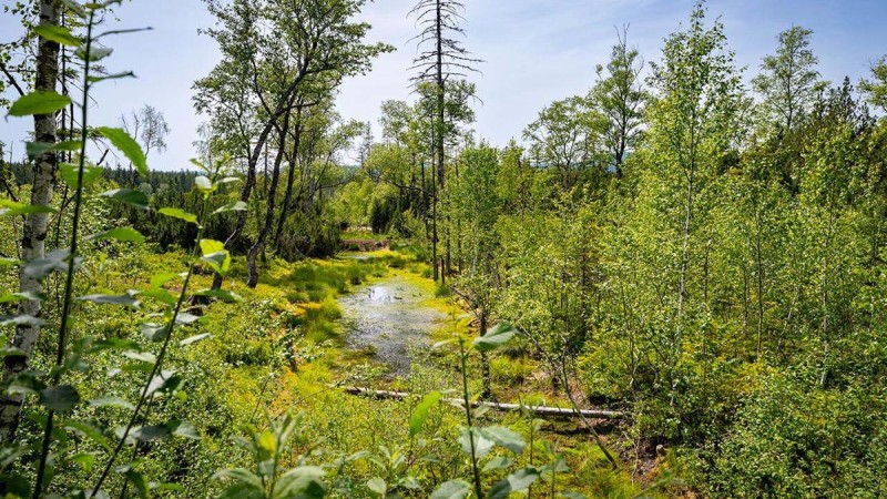 Flyer/Grafik zum Event: Durch das Hochmoor am Mi., 11.06.2025 - Mi., 23.07.2025 von 12:45 bis 15:15 Uhr