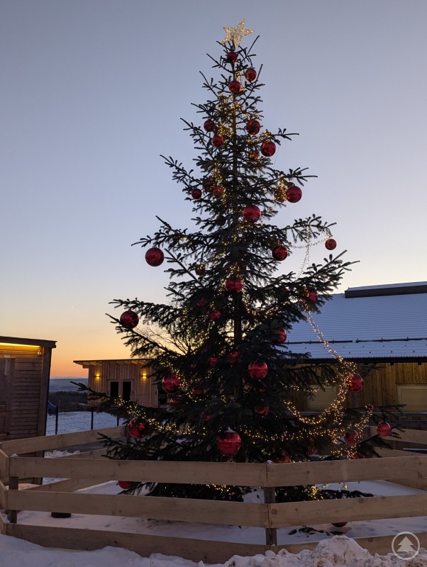 Brachte die Augen von kleinen und großen Gästen zum Strahlen: der große Weihnachtsbaum von Gut Aiderbichl. Hell leuchtender Christbaum auf Gut Aiderbichl Deggendorf am Abend
