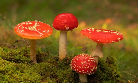 Ein echter  "Glückspilz"!