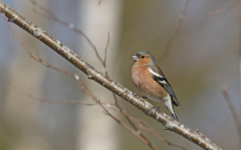 Flyer/Grafik zum Event: Vogelstimmenwanderung um Waldhäuser am Sa., 12.04.2025 ab 07:00 Uhr