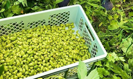 Hopfenernte 2025 – ein Stück Brauereig’schicht in Grafenau