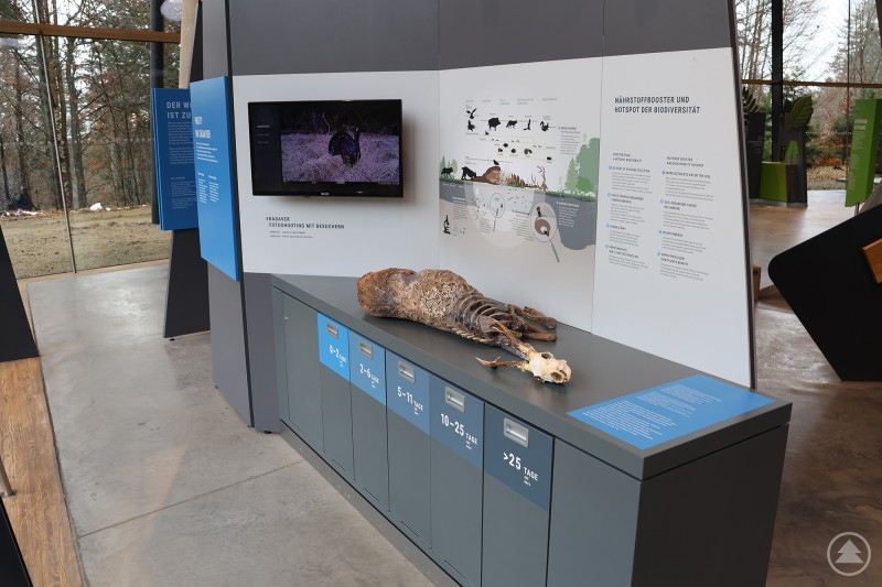 Das Thema Aas spielt ab sofort auch in der Ausstellung vom Haus zur Wildnis eine Rolle. In einer modernen Ausstellung mit großen Fenstern und Blick in die Natur wird ein künstlicher Tierkadaver auf einem Informationsmodul präsentiert. Tafeln und ein Bildschirm erklären anschaulich, wie tote Tiere zur Biodiversität beitragen. Die Szene wirkt lehrreich und anschaulich.