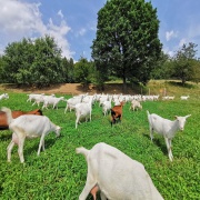 Bio-Ziegenhof Röckl