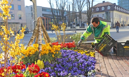 Frühjahrspflanzung in der Stadt Passau