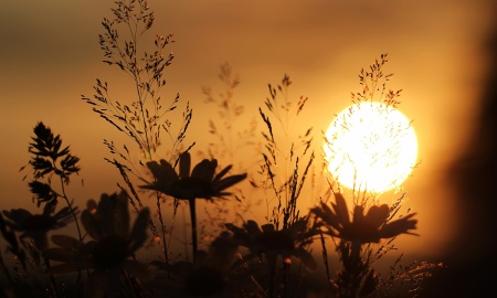 "Traumhafte Bayerwaldnatur" im Adalbert Stifter-Museum