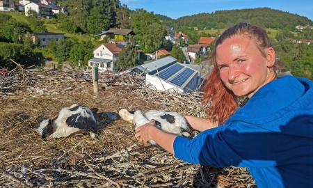 Jungstörche sind nun unverwechselbar