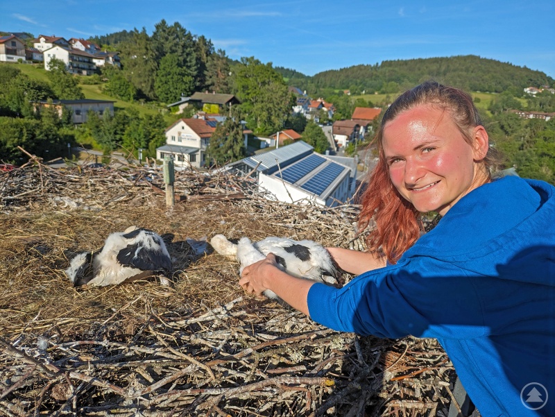Alina Rudolf beim Beringen der beiden Jungvögel.