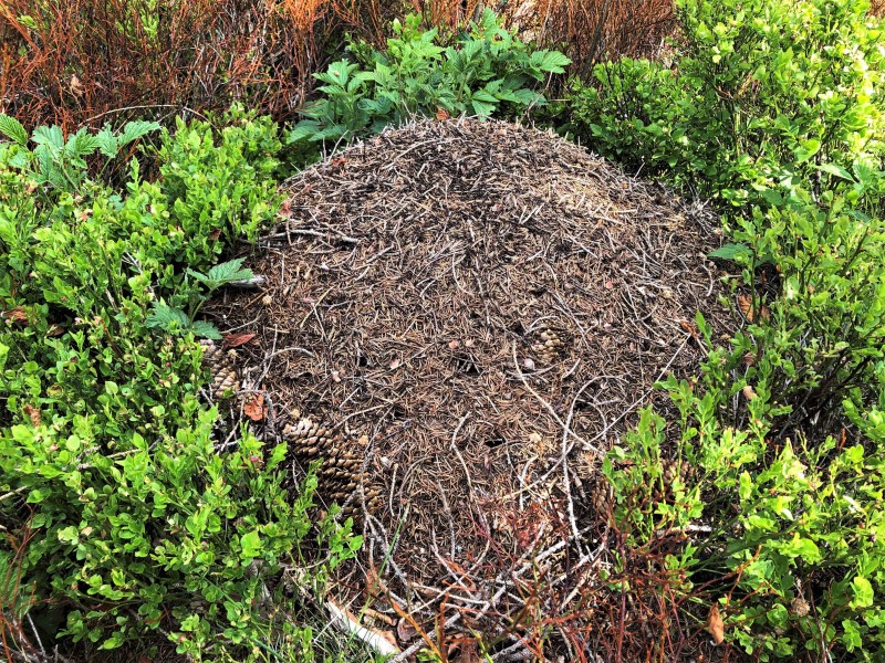 Flyer/Grafik zum Event: Die unglaubliche Welt der Ameisen am Sa., 02.08.2025 ab 10:00 Uhr