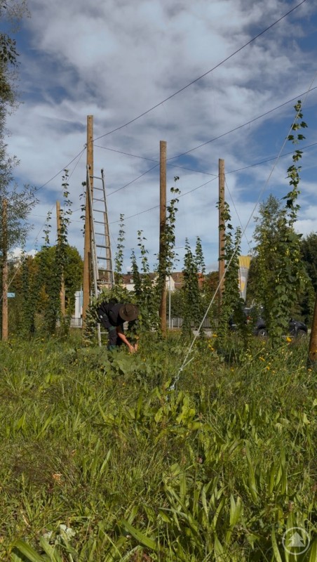 Blick ins Hopfenfeld bei der Ernte 2025 in Grafenau. Blick auf das Hopfenfeld mit Holzstangen und Kletterdrähten, ein Mann erntet am Boden.