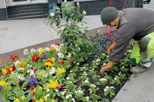 Frühjahrspflanzung in der Stadt Passau