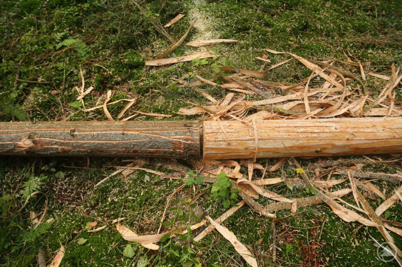 Die zwei untersuchten Methoden im Vergleich: Links wurde ein Fichtenstamm geschlitzt, rechts komplett entrindet. Erstere Variante ist ebenso effektiv in Sachen Borkenkäfermanagement, punktet jedoch zugleich mit hoher Naturverträglichkeit.