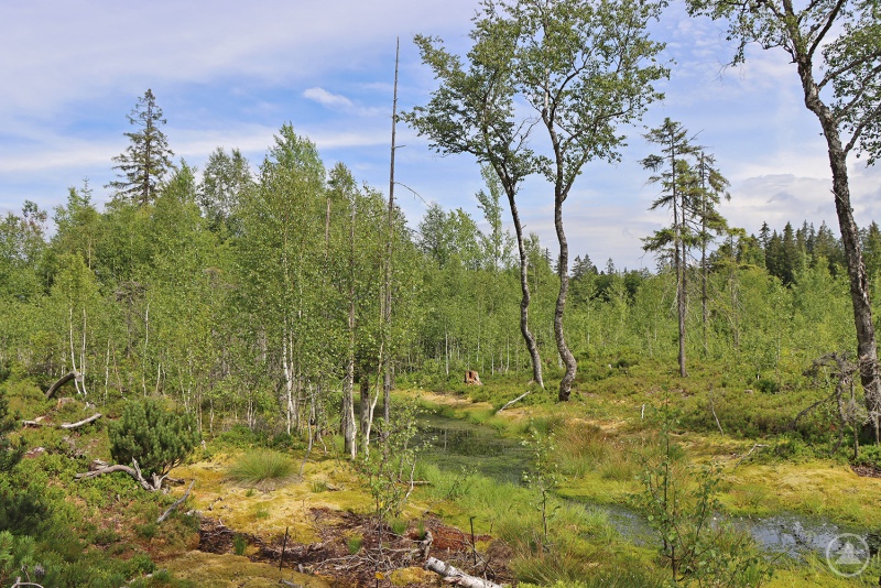 Durch das ökologisch wertvolle Finsterauer Filz soll ein barrierearmer Weg gebaut werden.