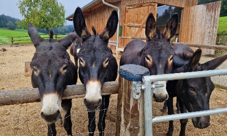 Langohren bei Gabi Stadler