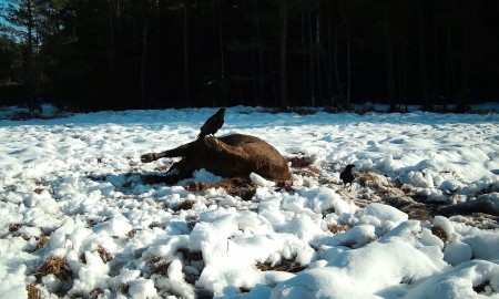 Forschungsprojekt zum Wisent geht weiter