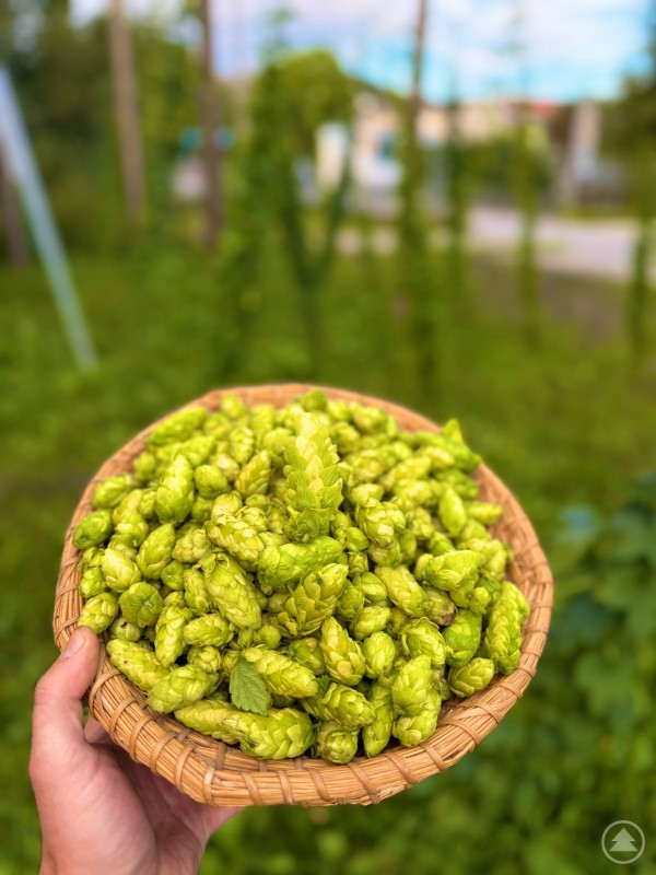 Ein Korb voller frisch geernteter Tango-Hopfen. Ein Korb voller frischer Hopfendolden wird in der Hand gehalten.