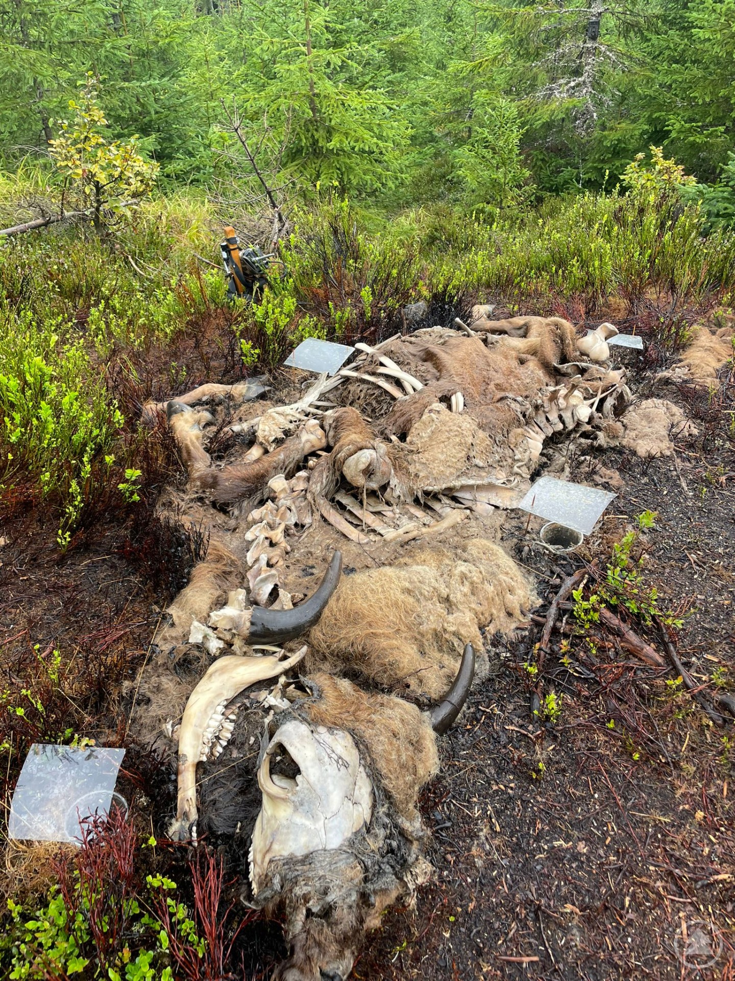 Im Sommer wurde im Nationalpark Šumava ein Wisentkadaver ausgelegt. Die hohe Aktivität an Insekten lieferte dem Forschungsteam aufschlussreiche Erkenntnisse.
