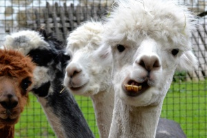 Die Alpakas vom Reschbachtal