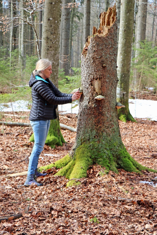 Diana Six von der University of Montana interessiert sich etwa für den Einfluss von Pilzen auf den Borkenkäfer-Kreislauf.