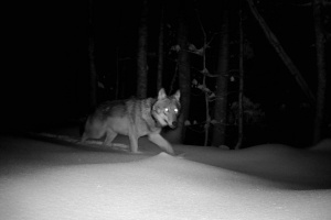 Wölfin aus dem Šumava streift durch den Nationalpark