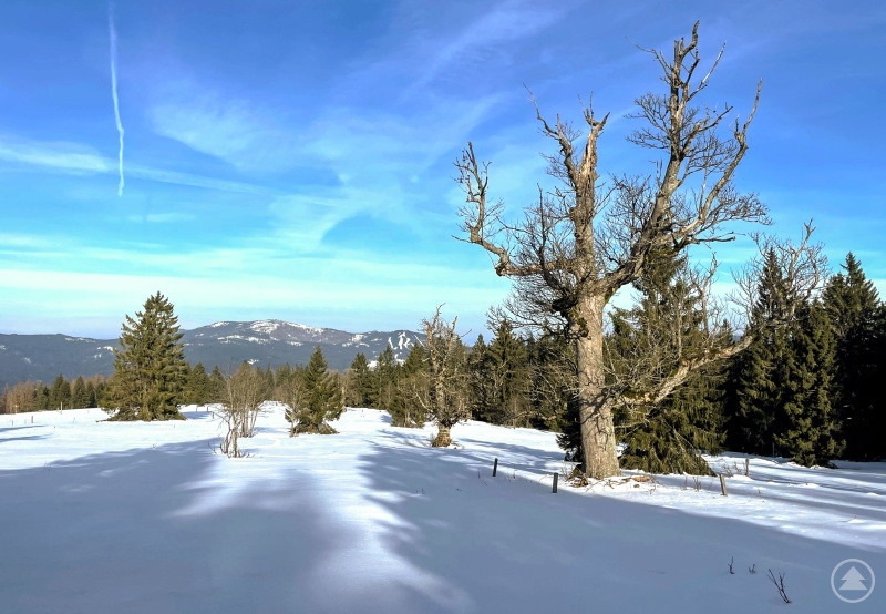 Der Ruckowitzschachten ist Ziel einer Wanderung am Samstag, 20. Januar. (Foto: Nationalpark Bayerischer Wald)